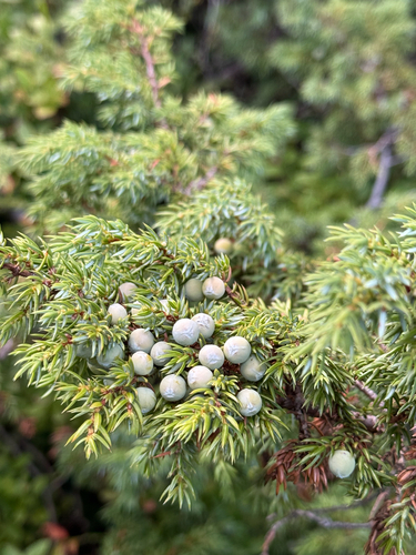 common juniper