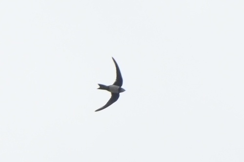 Alpine Swift