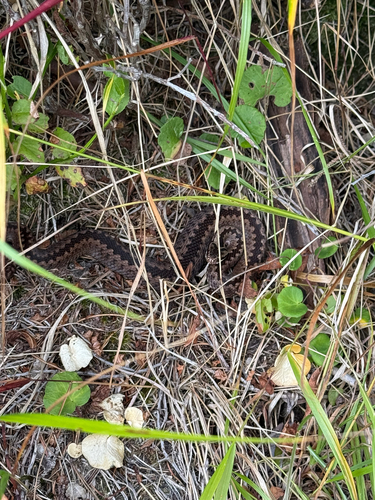 Adder
