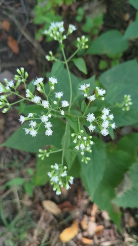 white snakeroot