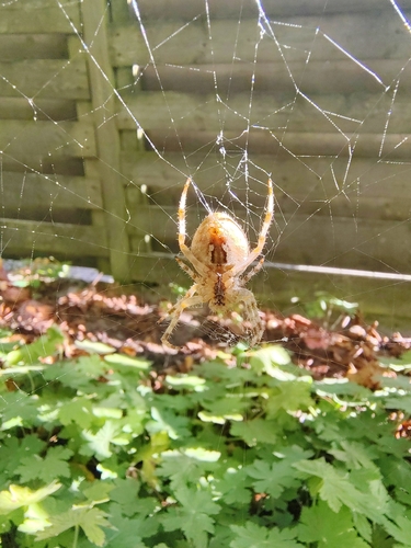 Cross Orbweaver
