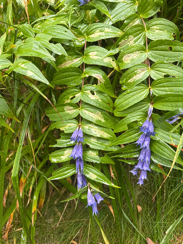 willow gentian