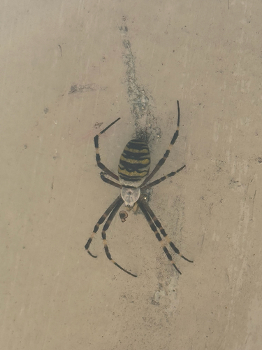 Wasp Spider