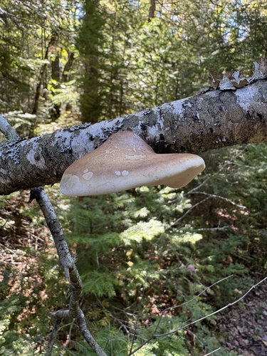 birch polypore