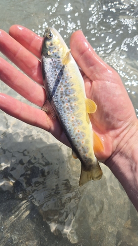 River Brown Trout