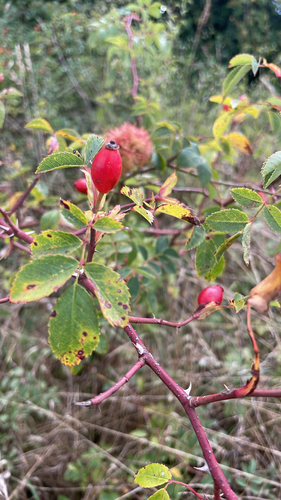 Mossy Rose Gall Wasp