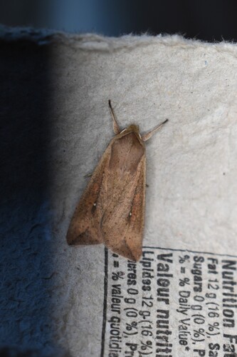 Armyworm Moth