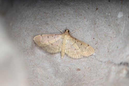 Southern Beet Webworm Moth