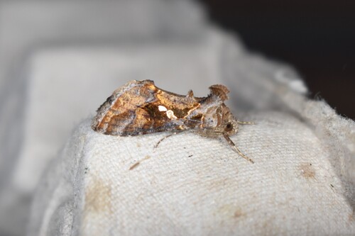 Soybean Looper Moth