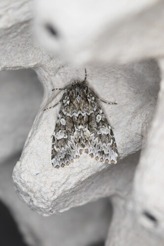 Ashen-spotted Brocade