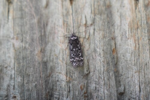 Pale-headed Aspen Leafroller Moth