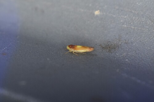 Colladonus setaceus