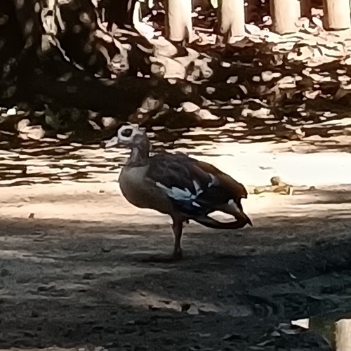 Egyptian Goose