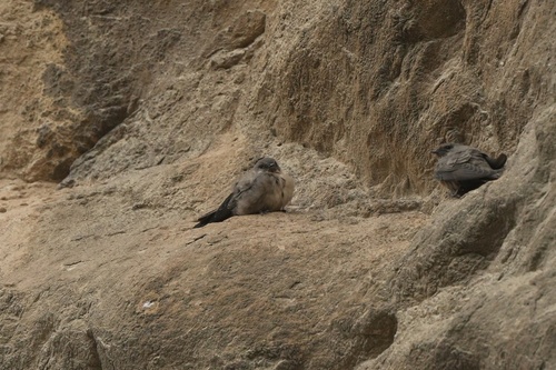 Eurasian Crag-Martin