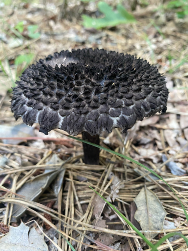Old-man-of-the-woods