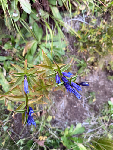 willow gentian