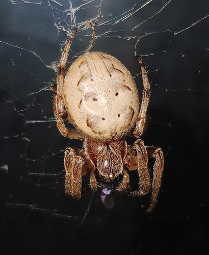 Furrow Orbweaver