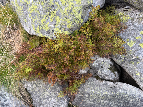 parsley fern
