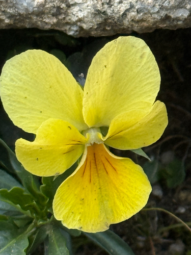 Mountain Pansy