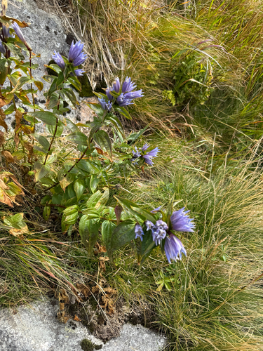 willow gentian