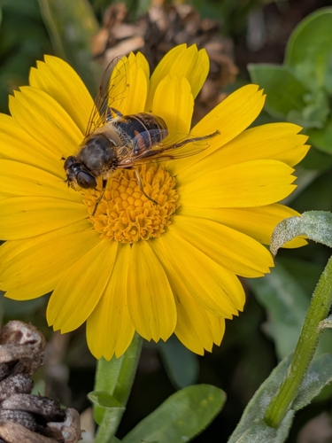 Common Drone Fly