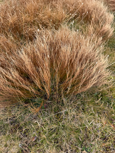 highland rush