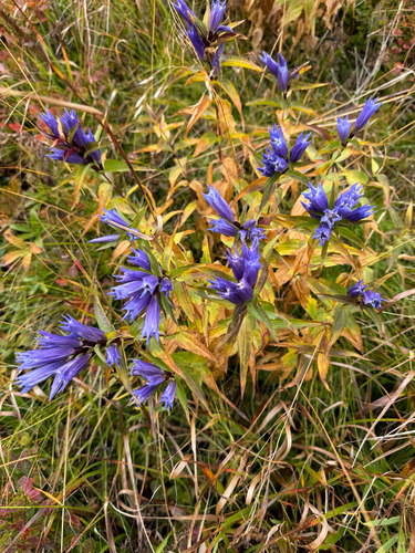 willow gentian