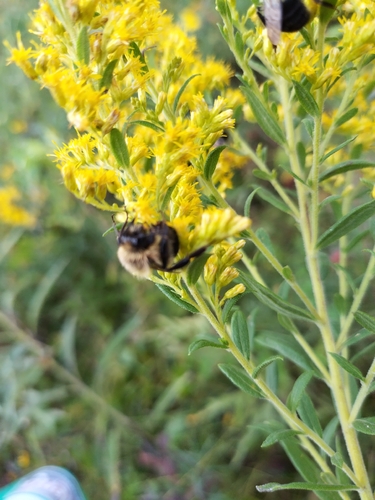 Common Eastern Bumble Bee