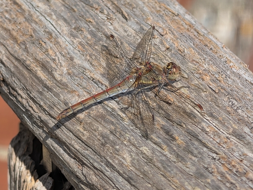 Common Darter