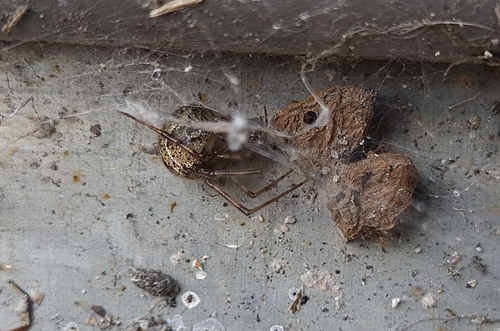 Common House Spider