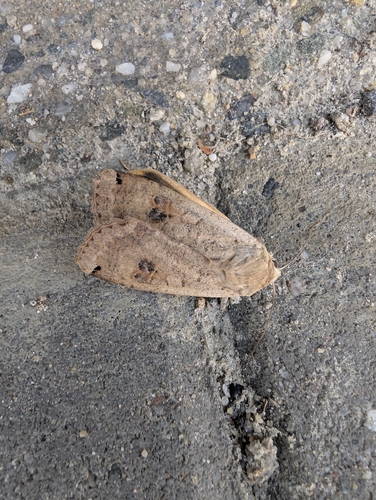 Large Yellow Underwing