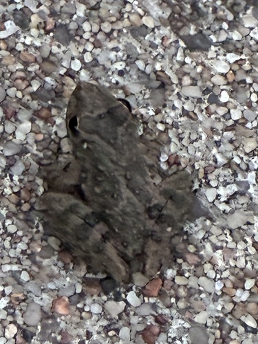 Blanchard's Cricket Frog
