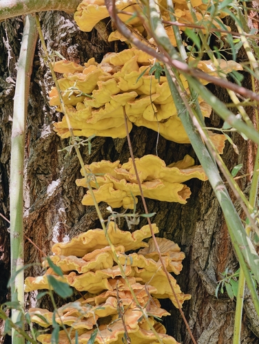 chicken of the woods
