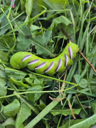 Privet Hawkmoth