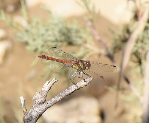 Common Darter