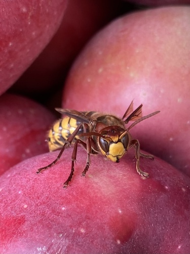 European Hornet