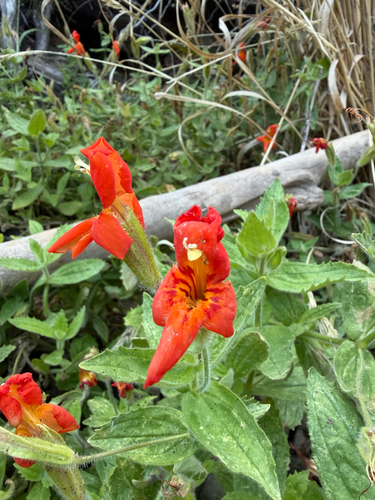 scarlet monkeyflower
