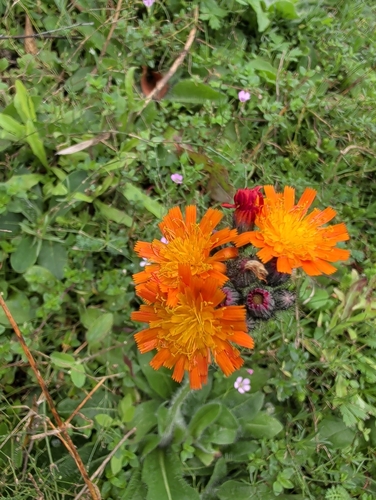 orange hawkweed