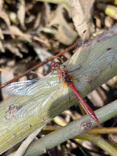 Ruddy Darter