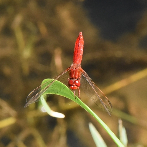 Broad Scarlet