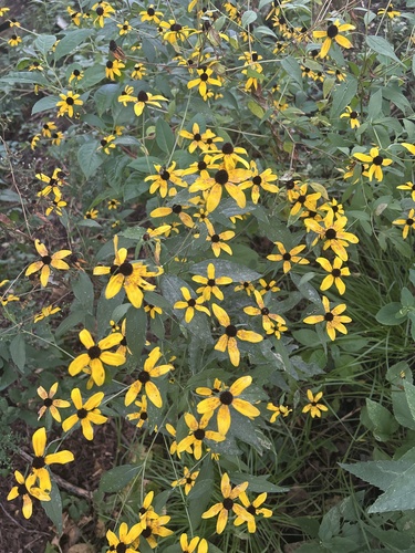 brown-eyed Susan