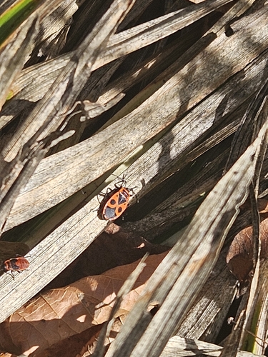 European Firebug