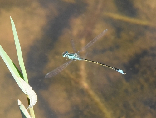 Blue-tailed Damselfly