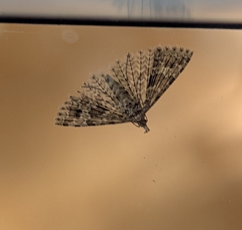 Twenty-plume Moth