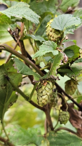 common hops