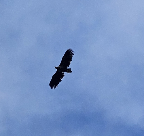 White-tailed Eagle