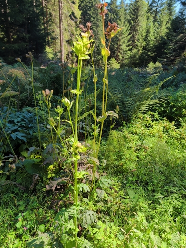 Cabbage Thistle