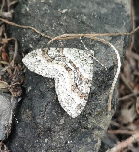 Nothocasis sertata