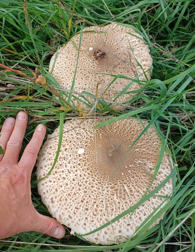 Parasol