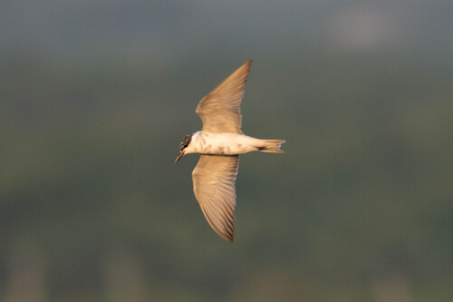 Whiskered Tern